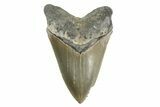 Serrated, Fossil Megalodon Tooth - North Carolina #346324-1